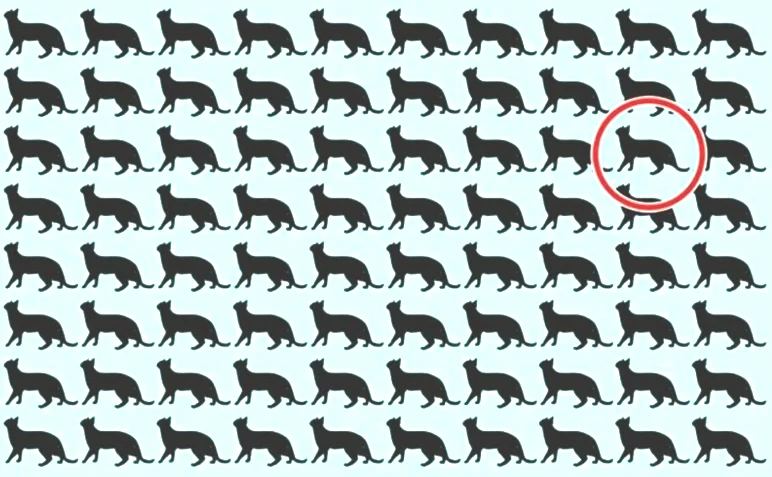 Deneyenlerin yüzde 98'i bulamıyor! Resimdeki farklı siyah kediyi 6 saniyede ayırt etmek için 130 IQ gerekiyor - Resim : 5